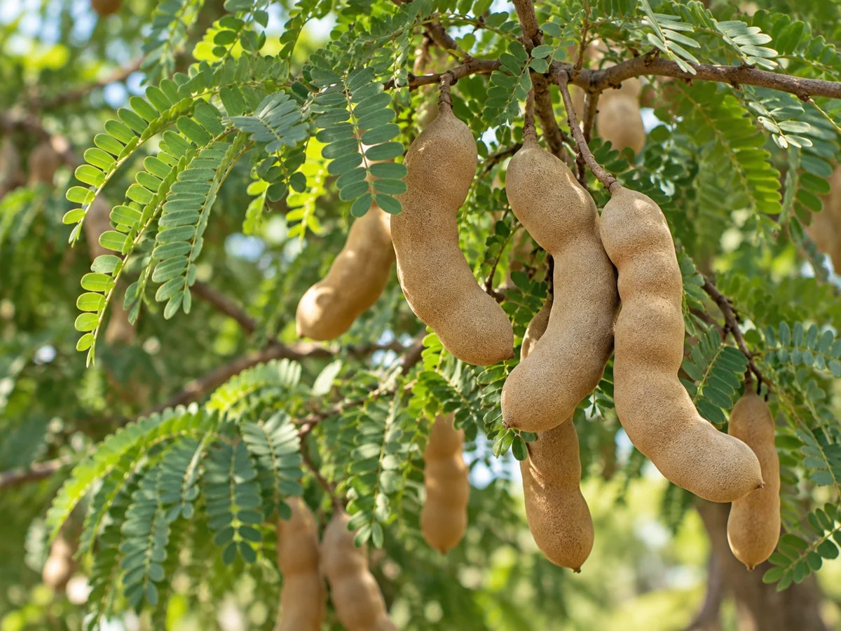 Gegenereerde botanische impressie van Tamarinde (Tamarindus indica)