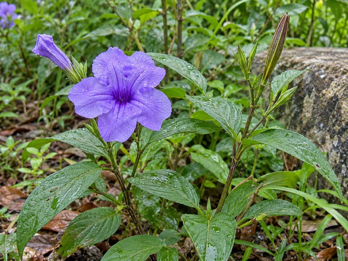 Realistische, gegenereerde foto van Watrakanoe (Ruellia tuberosa)