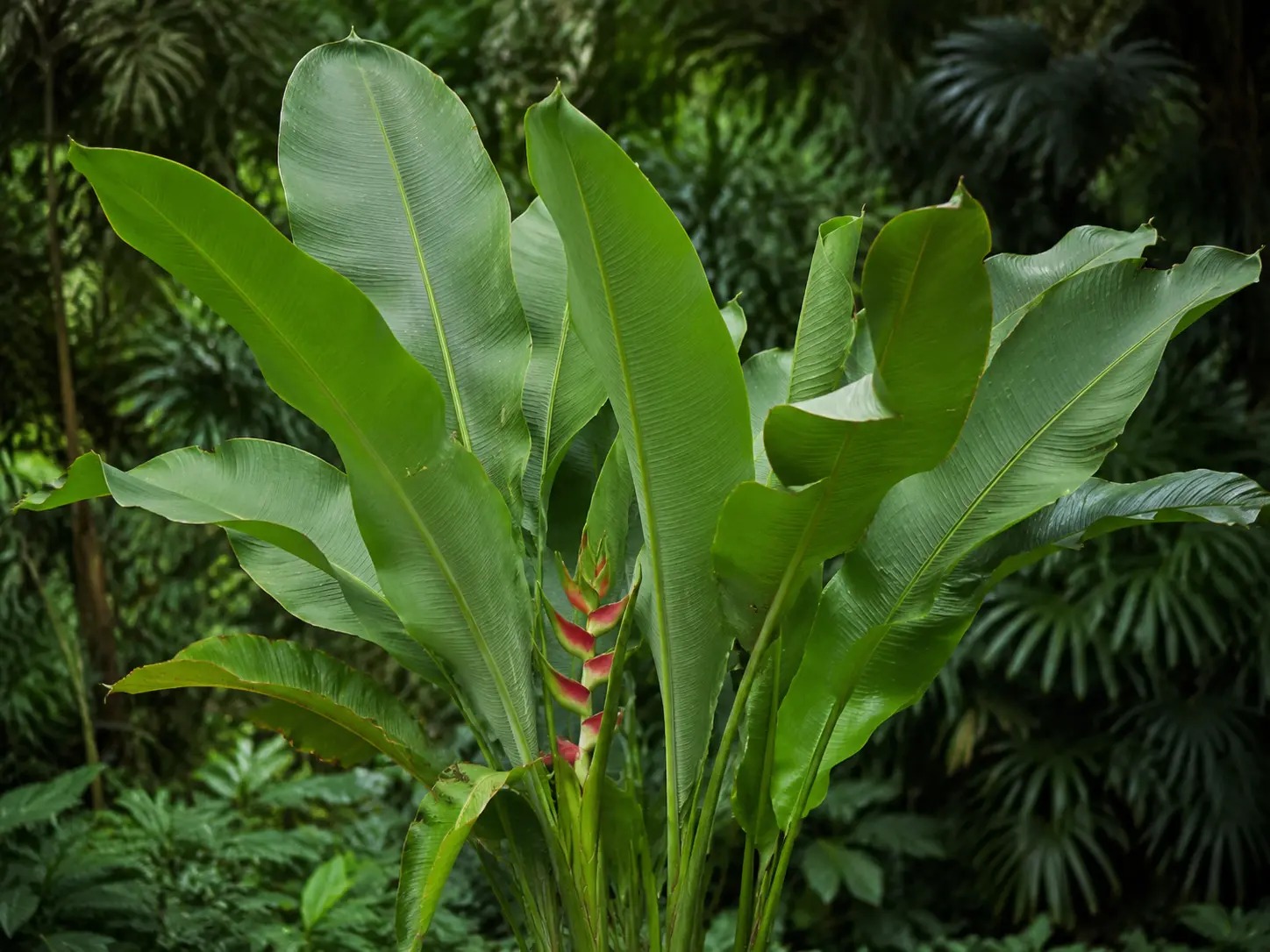 Visuele botanische impressie van Palulu wiwiri