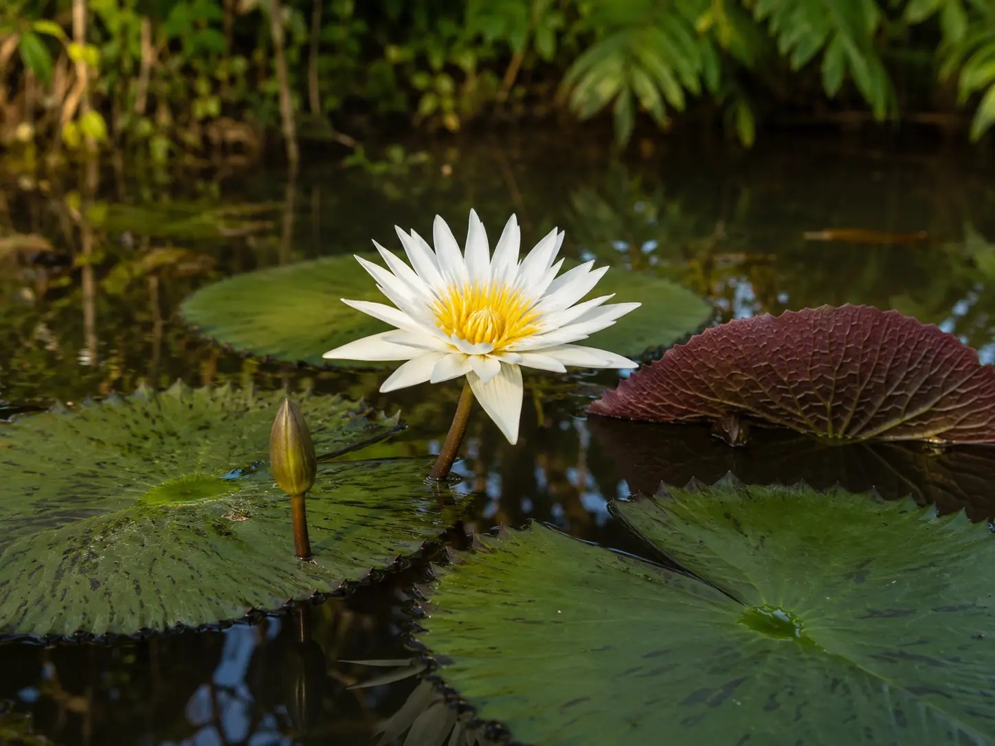 Botanische impressie van Pankuku wiwiri (Hydrocotyle umbellata / Nymphaea amazonum)