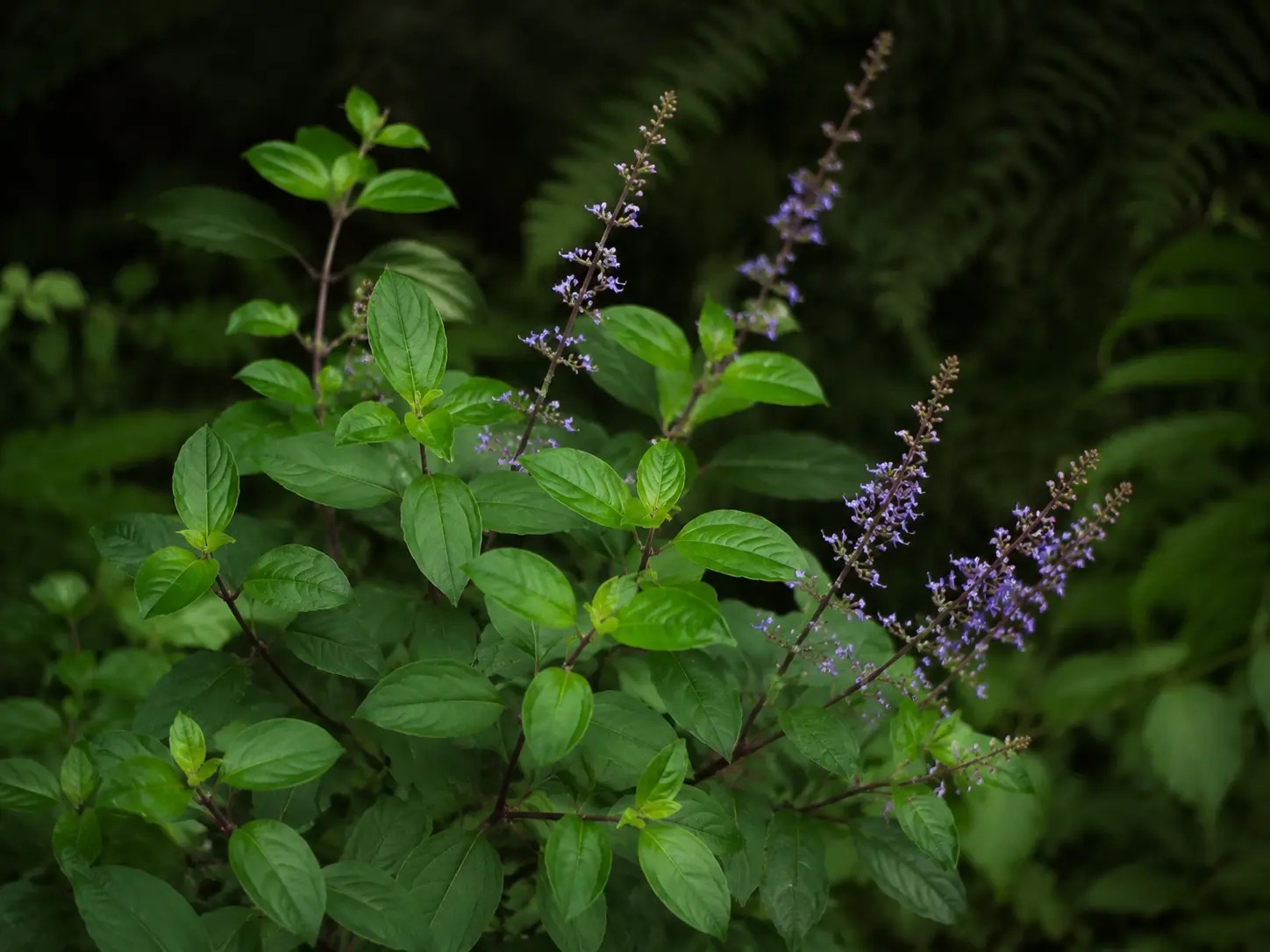 Visuele botanische impressie van Papa man Ingi wiwiri