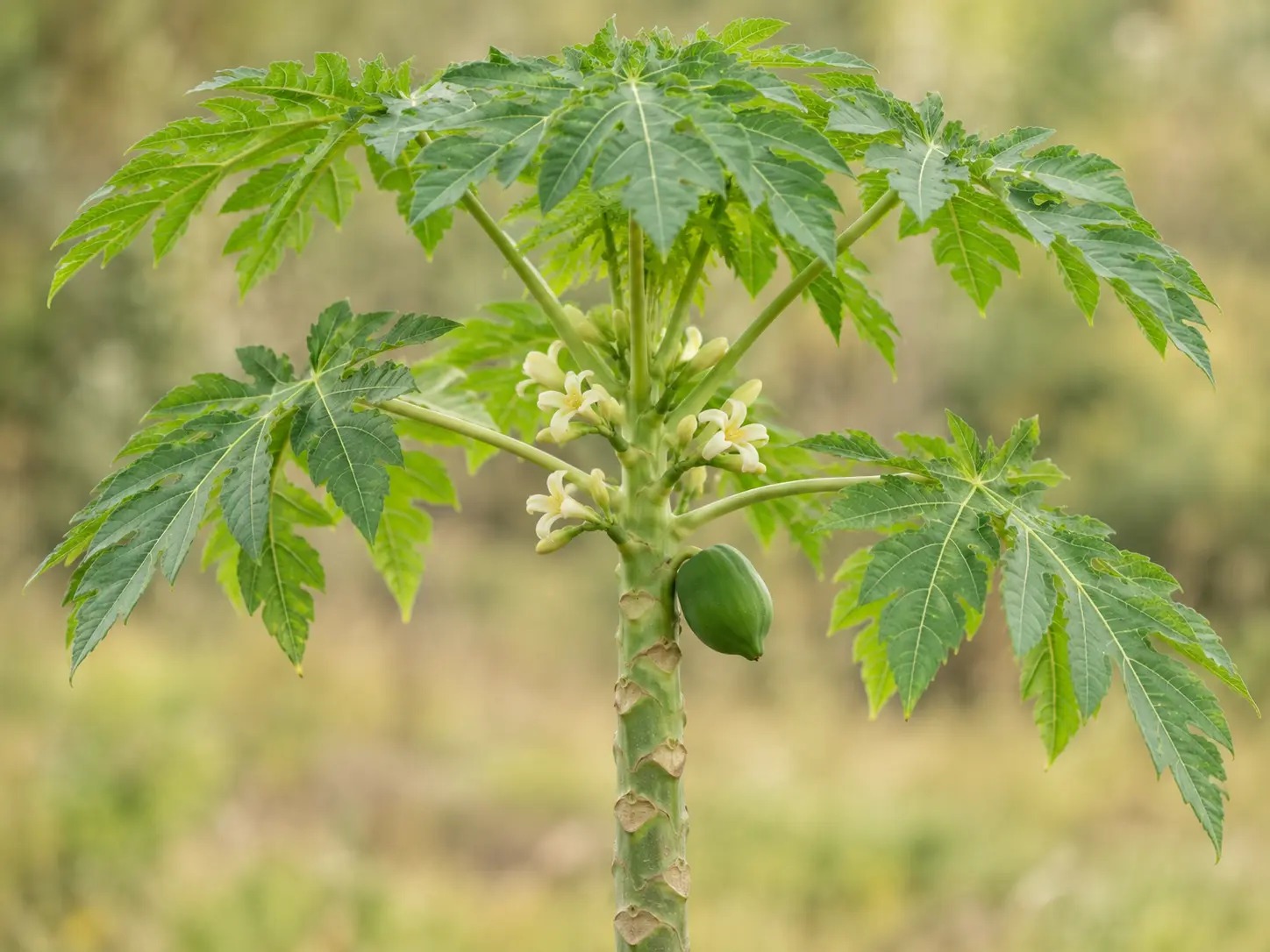 Jonge papajaplant met gelobde bladeren, witte bloemen en een groene vrucht