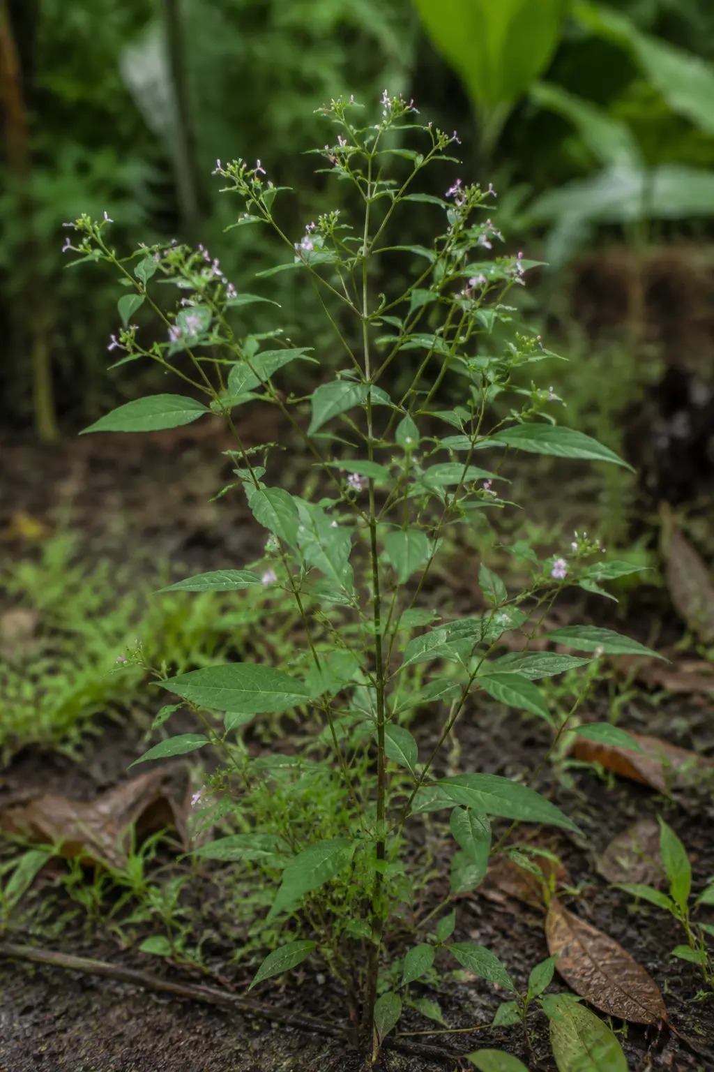 Pawinti wiwiri met smalle groene bladeren en kleine roze-paarse bloemen