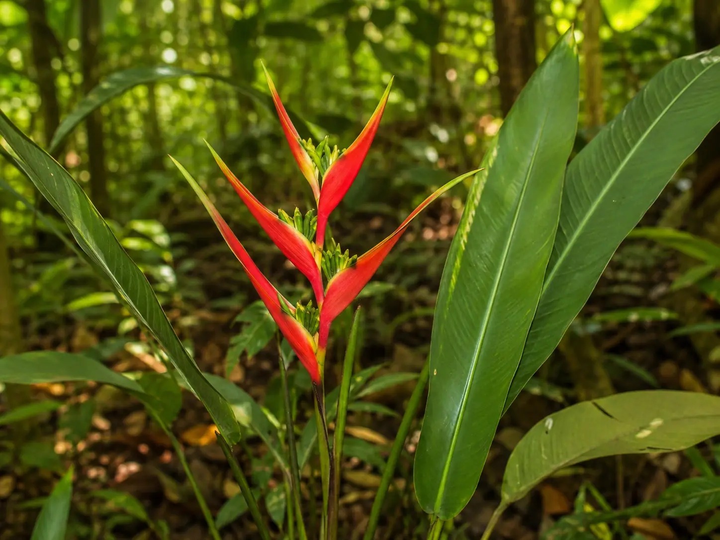 Botanische impressie van Pikin apuku palulu (Heliconia richardiana)