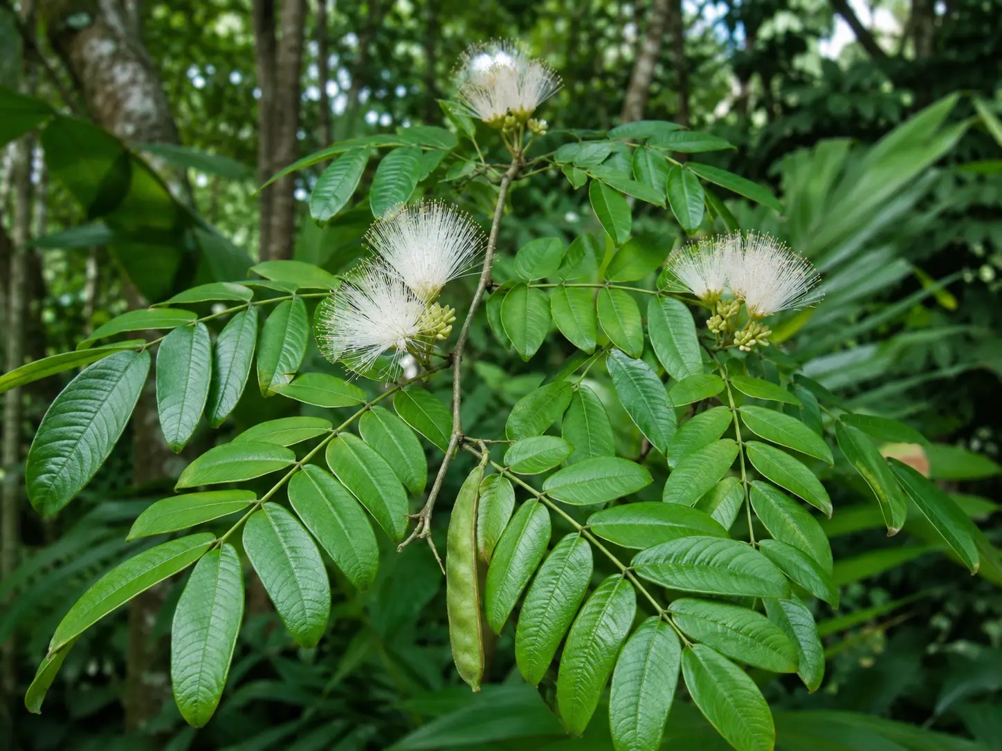 Botanische impressie van Prokonie buba (Inga alba)