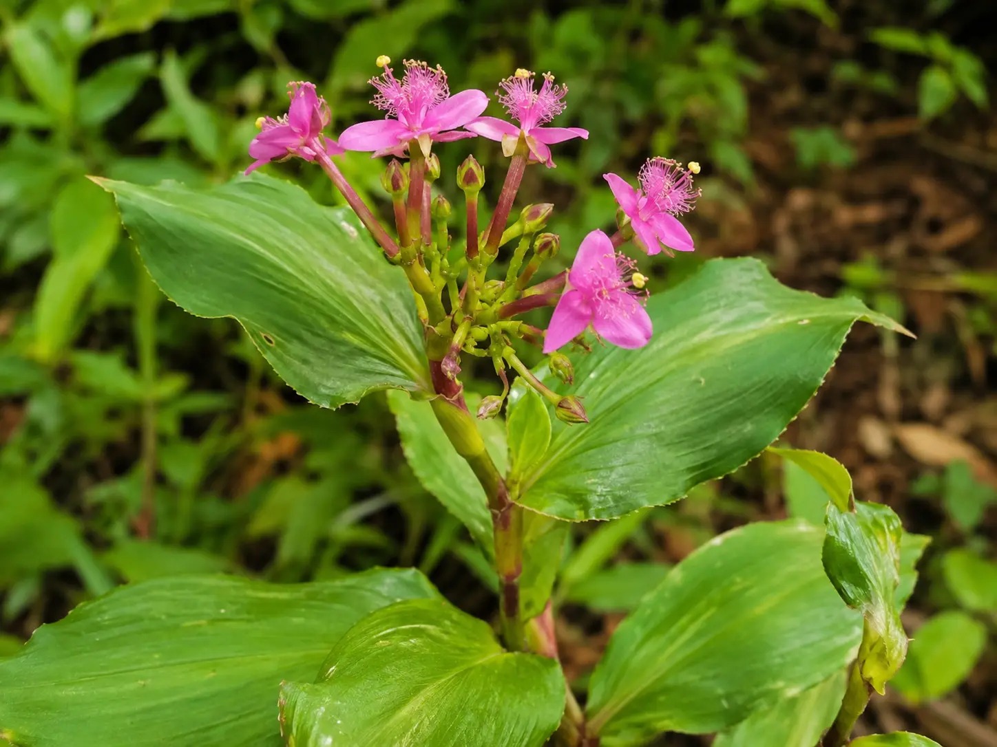 Botanische impressie van Redi gadodede (Tripogandra serrulata)