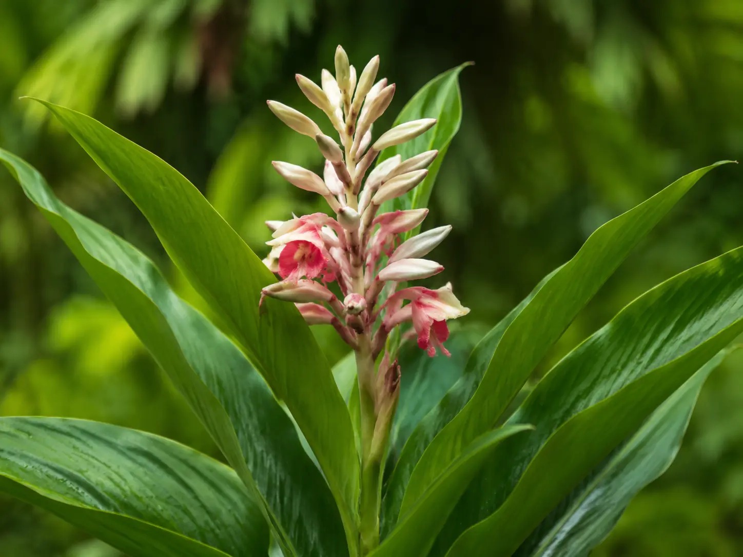 Renealmia alpinia met breed tropisch blad en roodachtige bloeiwijze