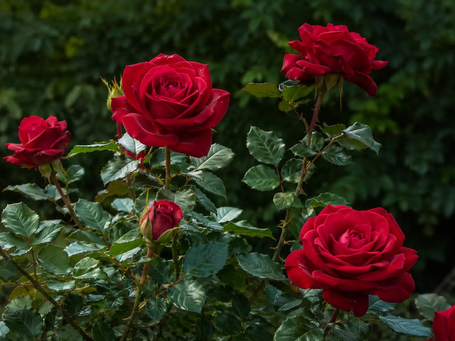 Visuele botanische impressie van Rode roos