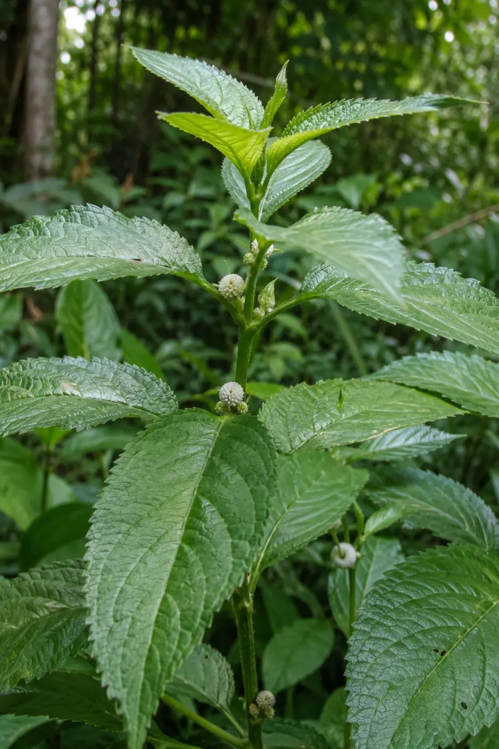 Seigotro met brede groene bladeren en kleine bloemhoofdjes