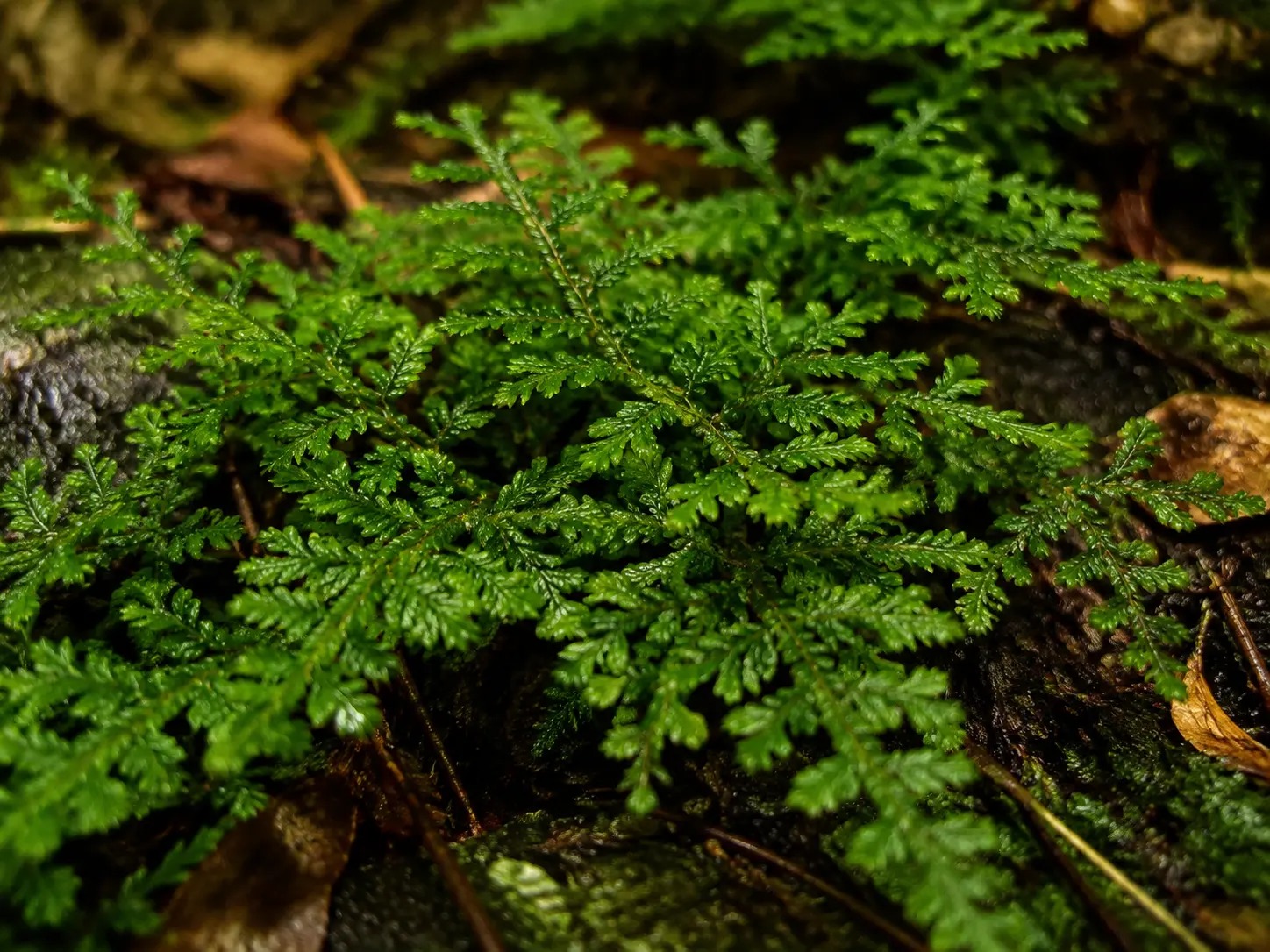 Botanische impressie van Selaginella parkeri (Selaginella parkeri)