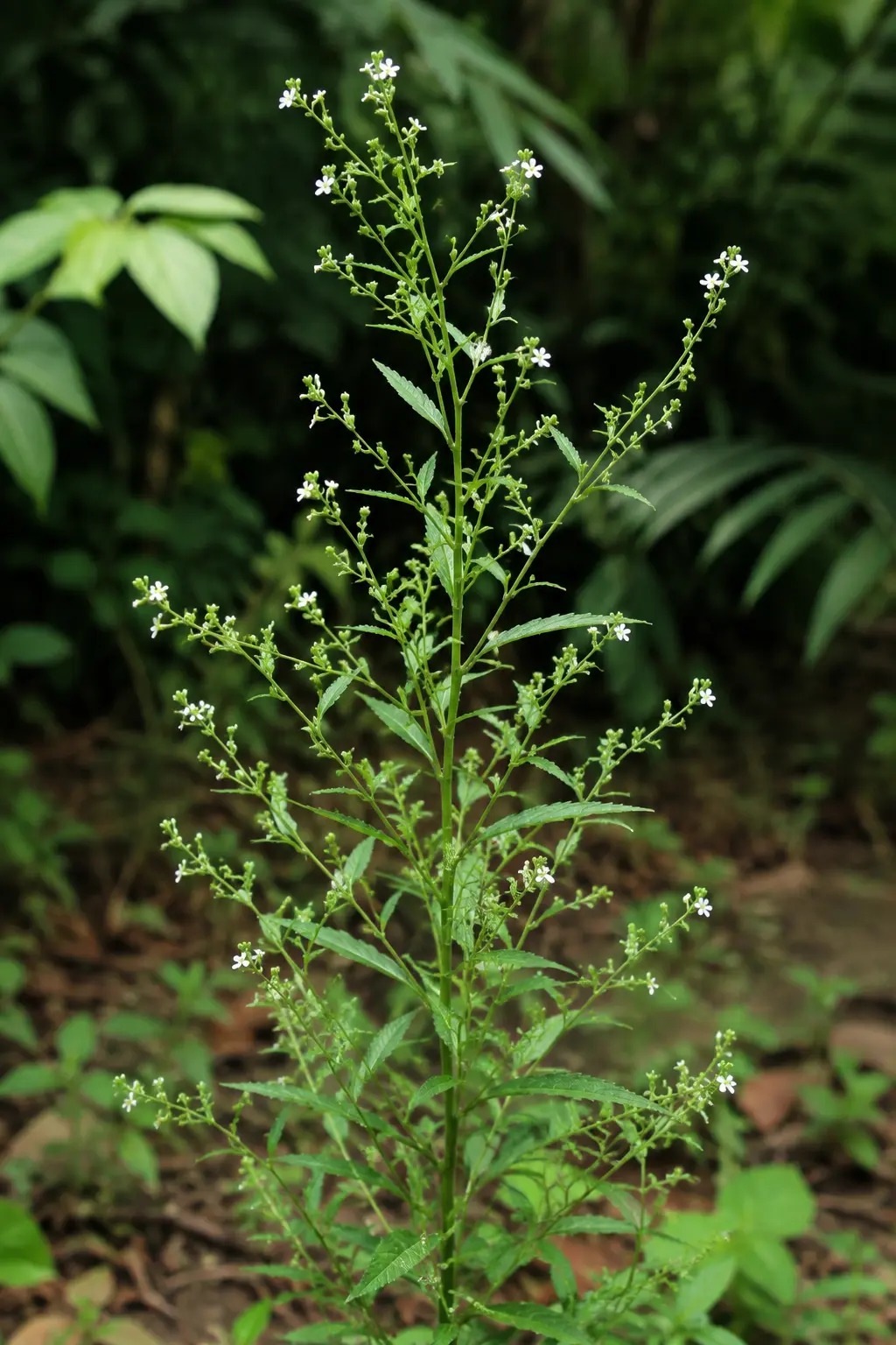 Sibiwiwiri met fijne groene bladeren en kleine witte bloemen