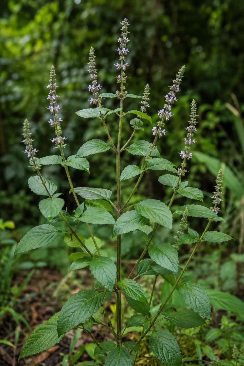 Smeriwiwiri met aromatische groene bladeren en fijne bloemaren