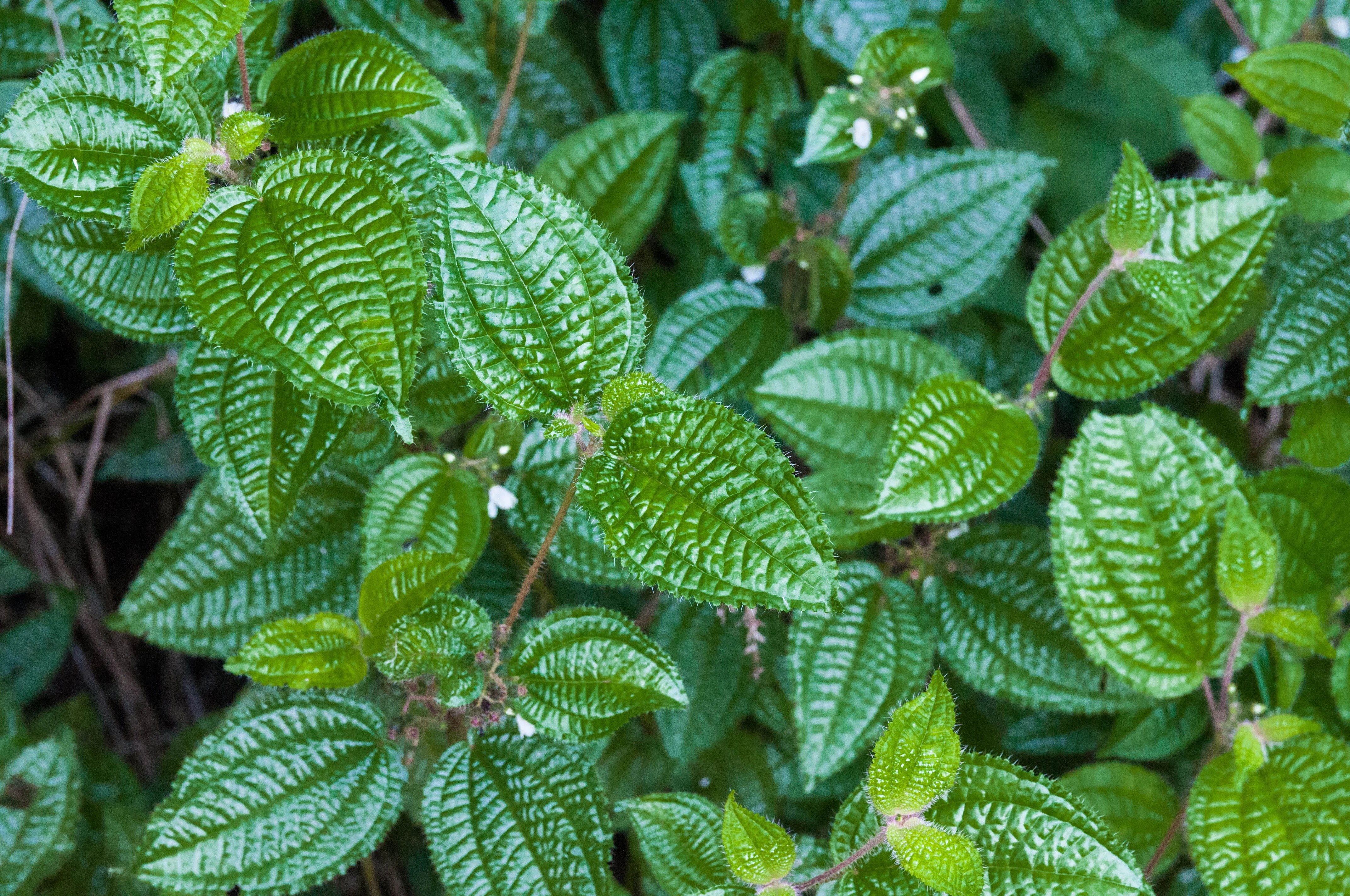Botanische foto van Clidemia hirta met tegenoverstaande, behaarde en sterk generfde bladeren
