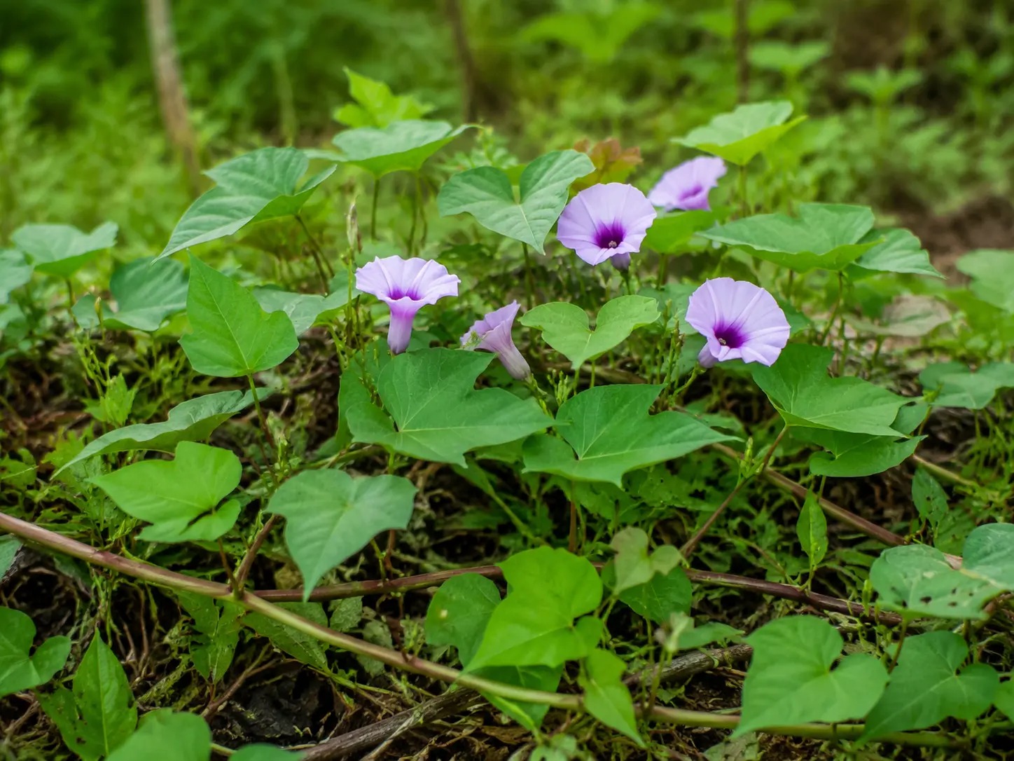 Botanische impressie van Swit-patatawiwiri (Ipomoea batatas)