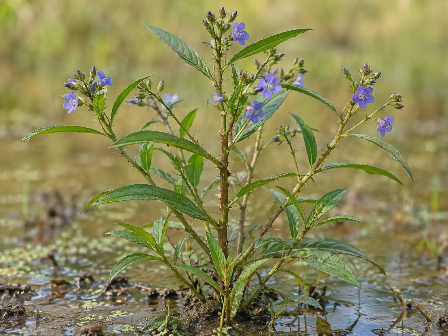 Doornige Hydrolea met lancetvormige bladeren en blauw-violette bloemen op een vochtige groeiplaats