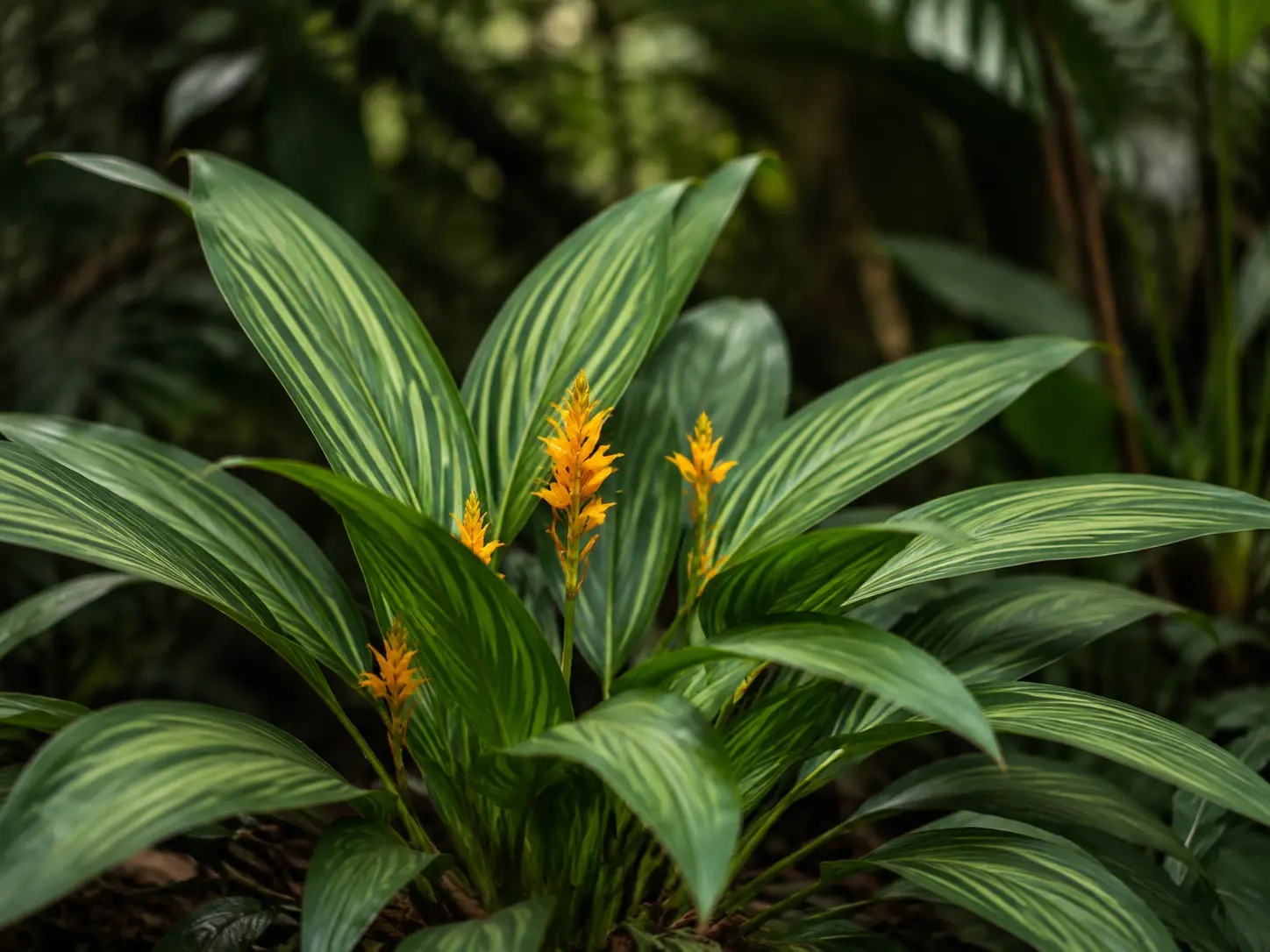 Visuele botanische impressie van Tigri wiwiri