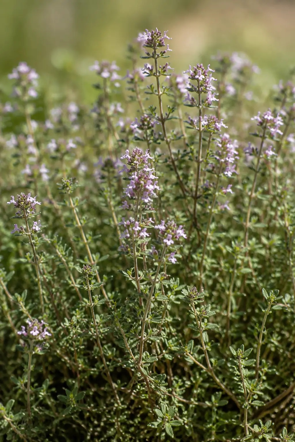 Lage tijmstruik met kleine groene bladeren en lichtpaarse bloemen