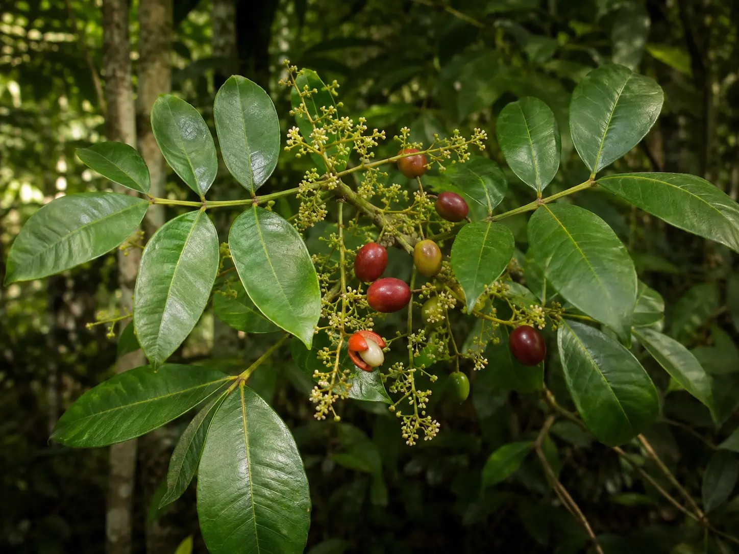 Botanische impressie van Tingi moni (Protium heptaphyllum)