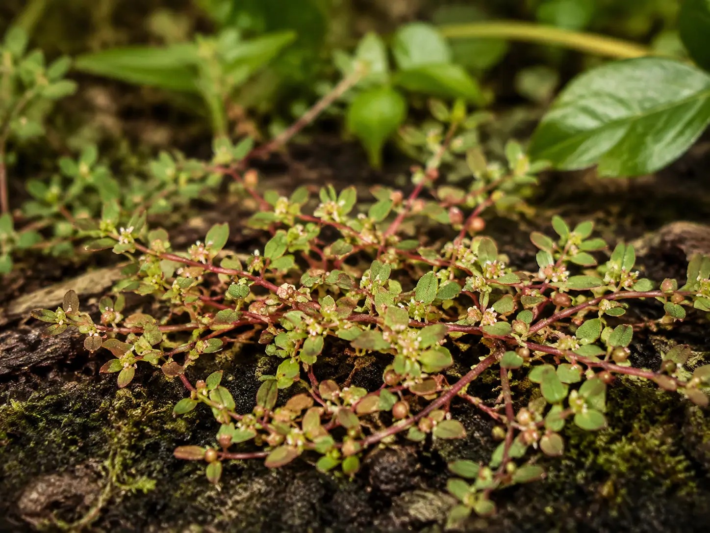Botanische impressie van Tjembe uwii (Euphorbia thymifolia)