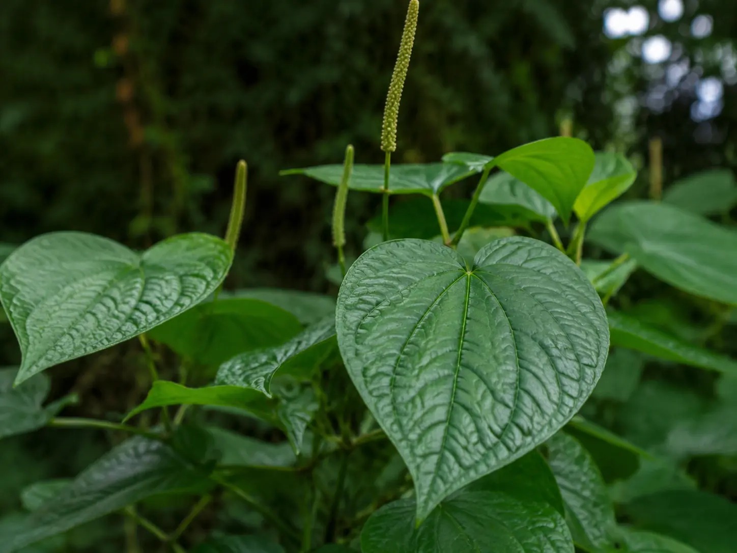 Visuele botanische impressie van Uma Anesi wiwiri