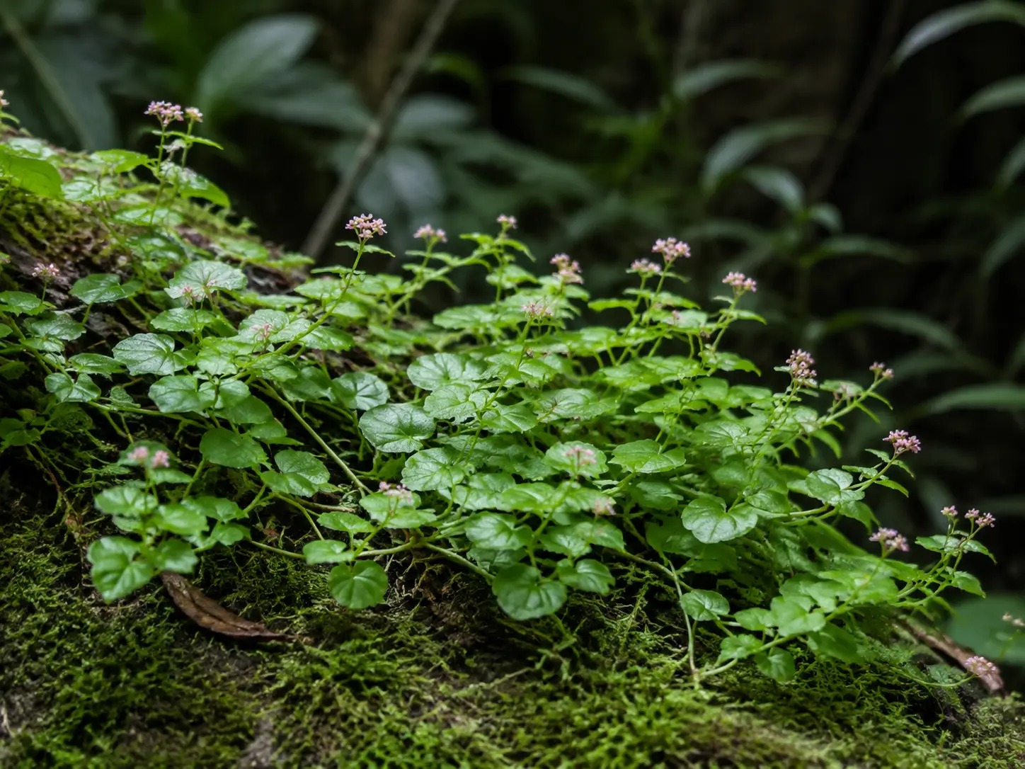 Visuele botanische impressie van Uma Ingi wiwiri