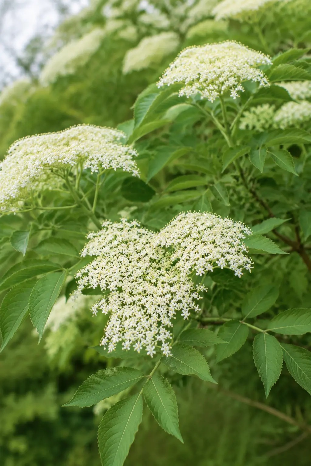 Roomwitte bloemschermen van de zwarte vlier met groene bladeren
