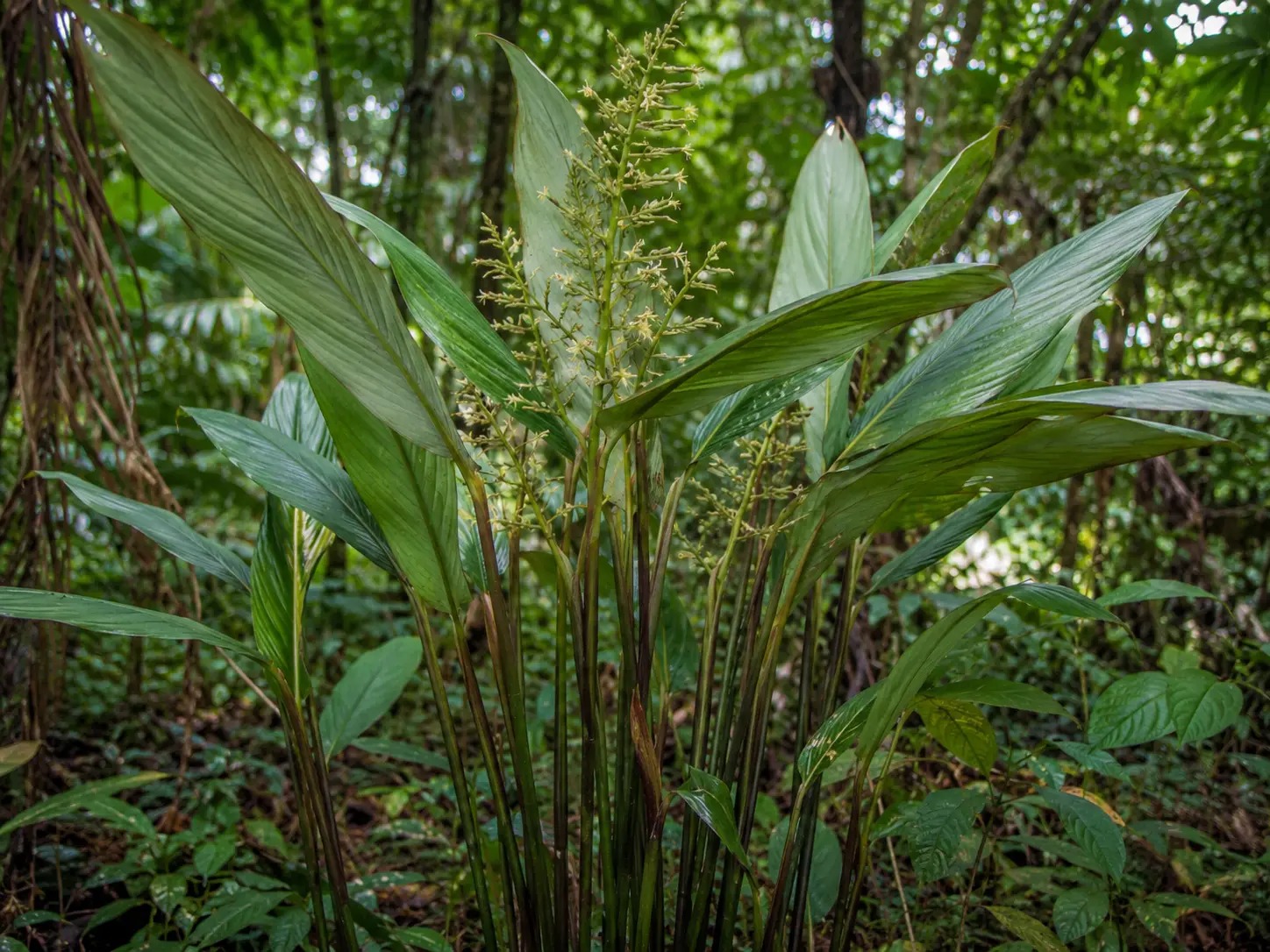 Botanische impressie van Warimbo (Ischnosiphon arouma)
