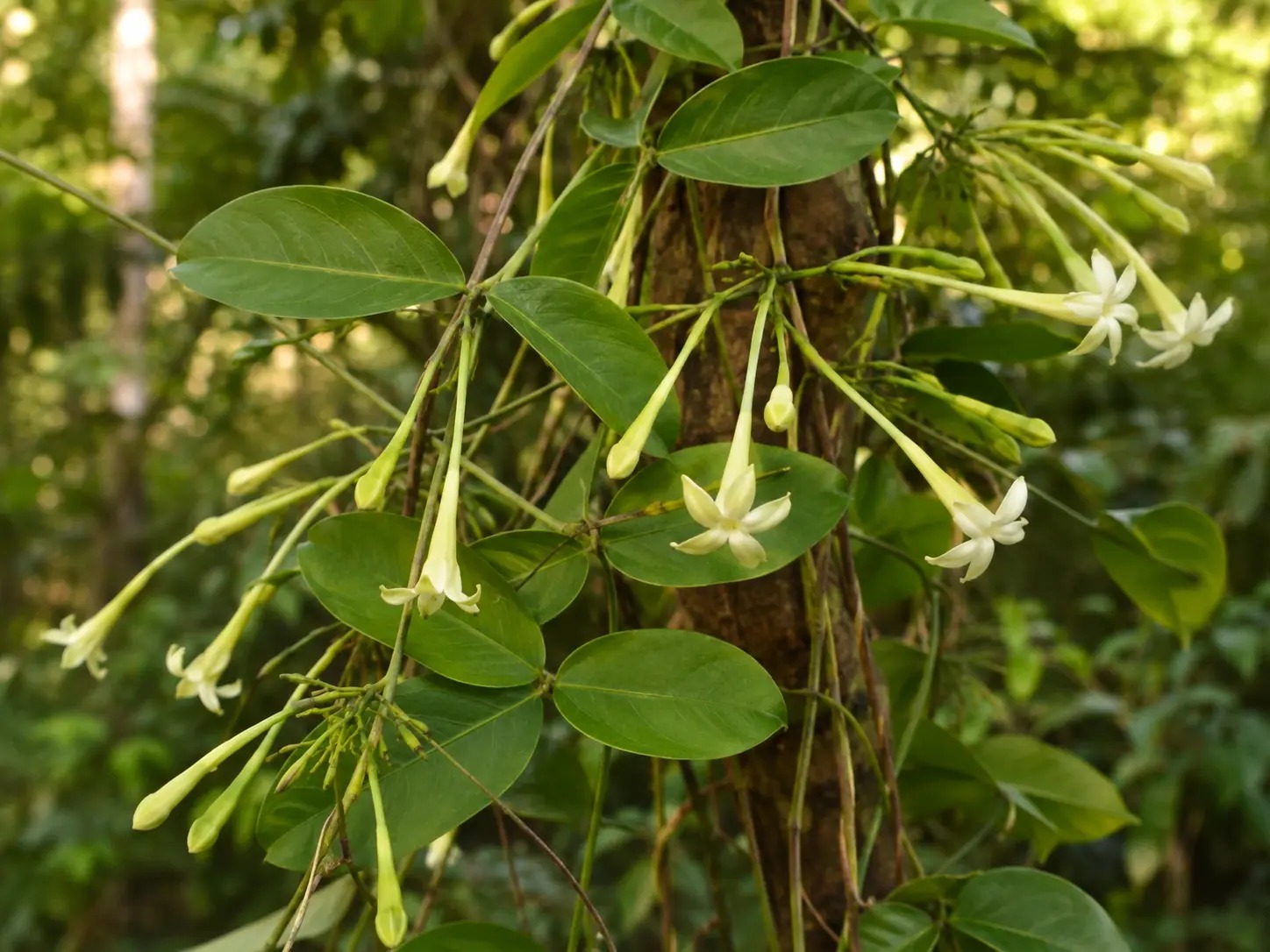 Botanische impressie van Wata wanu (Bignonia nocturna)
