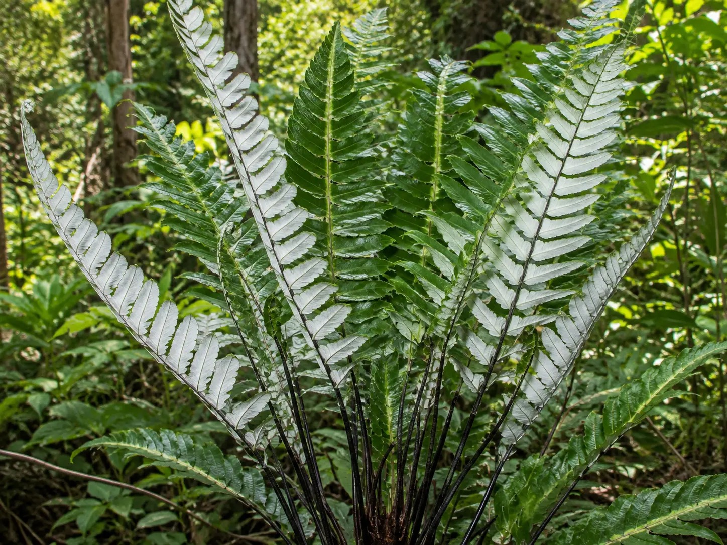 Botanische impressie van Weti baka (Pityrogramma calomelanos)
