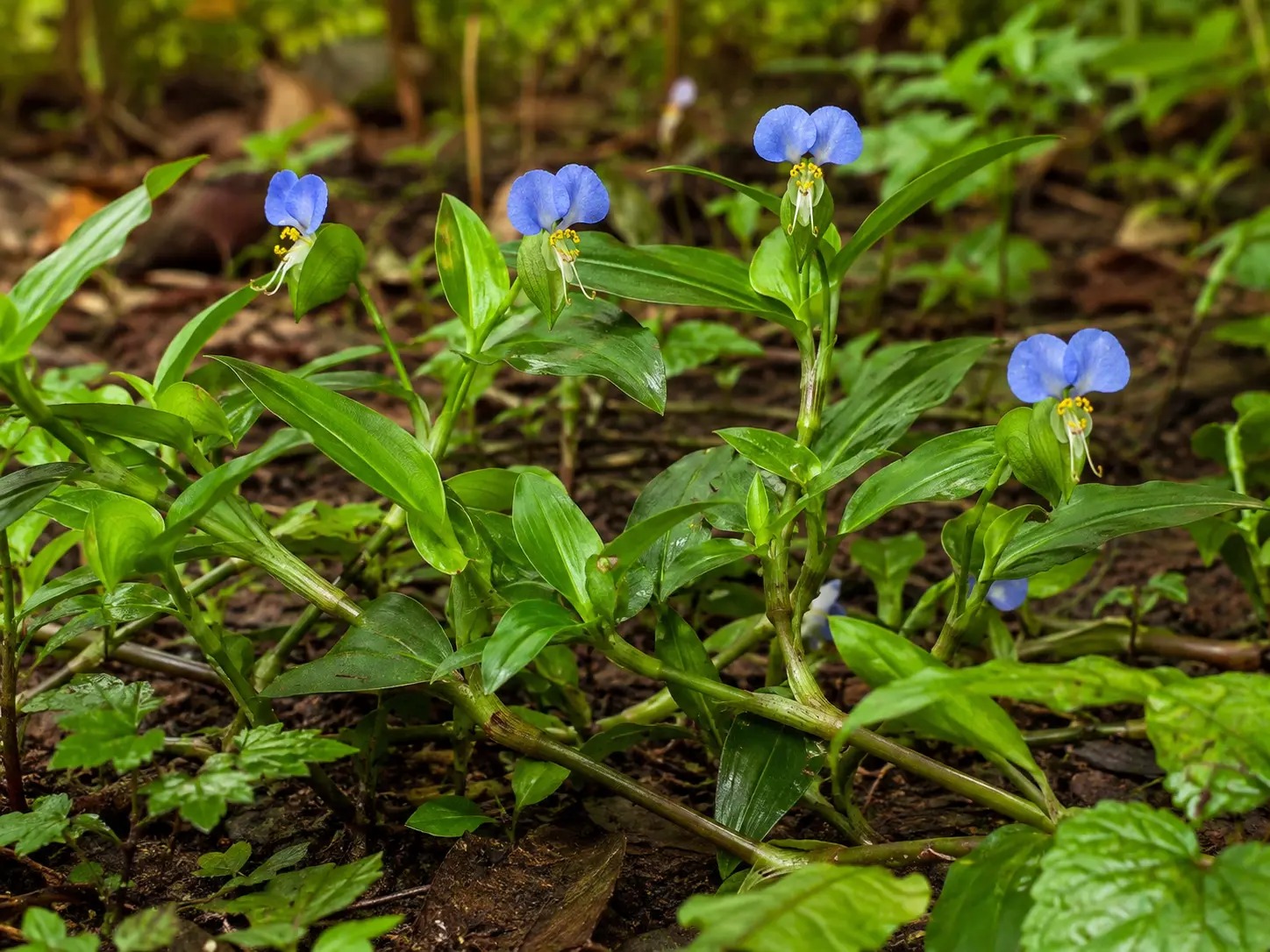Botanische impressie van Weti gadodede (Commelina diffusa)