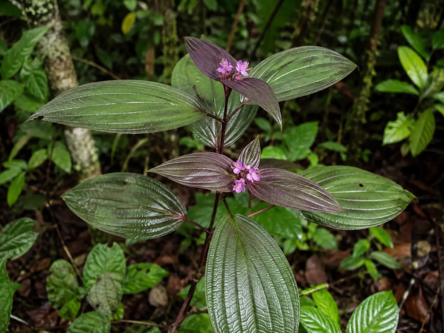 Botanische impressie van Weti/lebi swa uwii (Aciotis purpurascens)