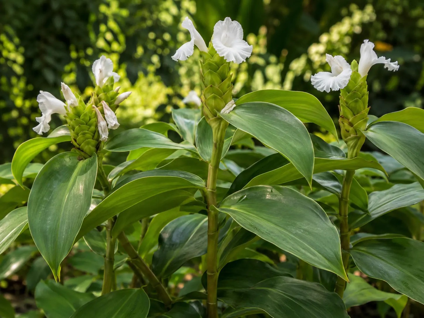 Botanische impressie van Weti singaafu (Costus arabicus)
