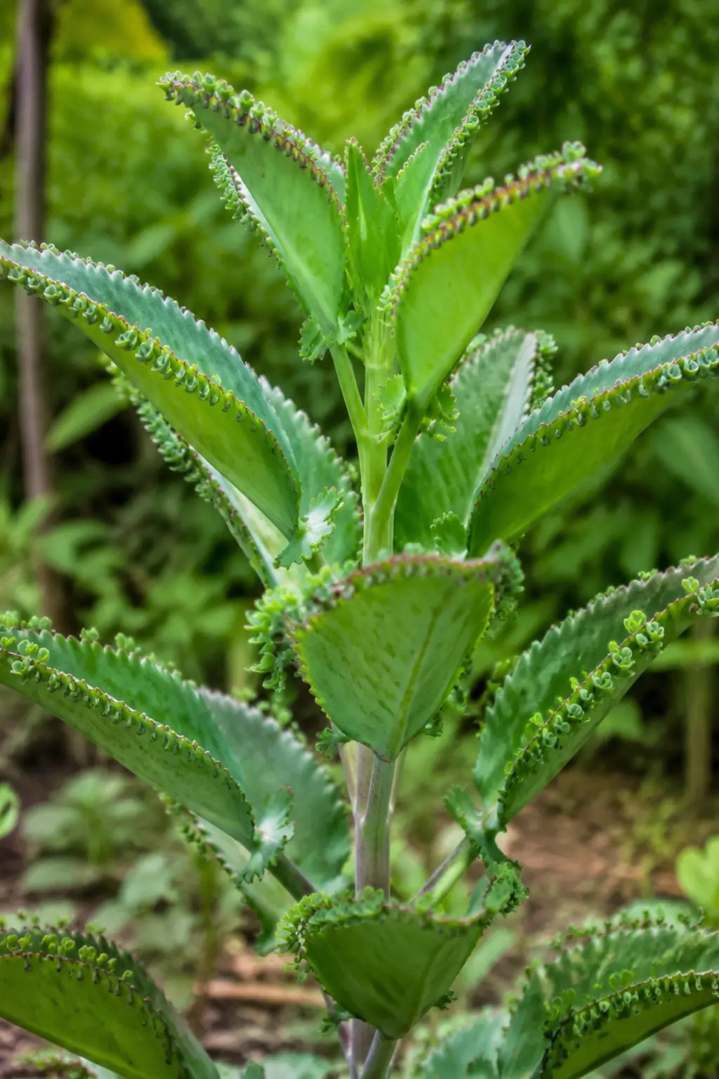 Wonderblad met dikke groene bladeren en hangende buisbloemen
