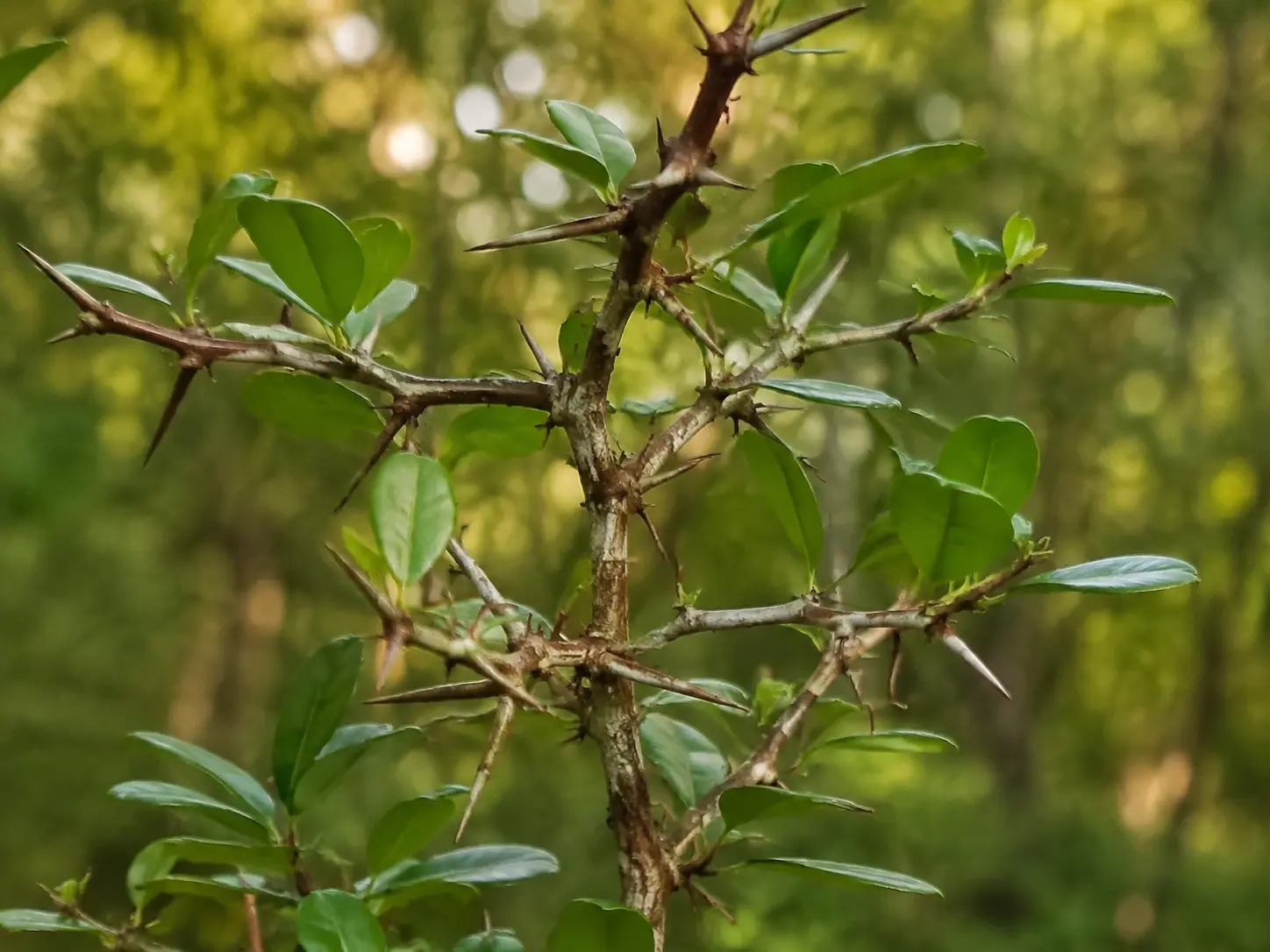 Xylosma tessmannii met groene bladeren en scherpe doorns aan de takken