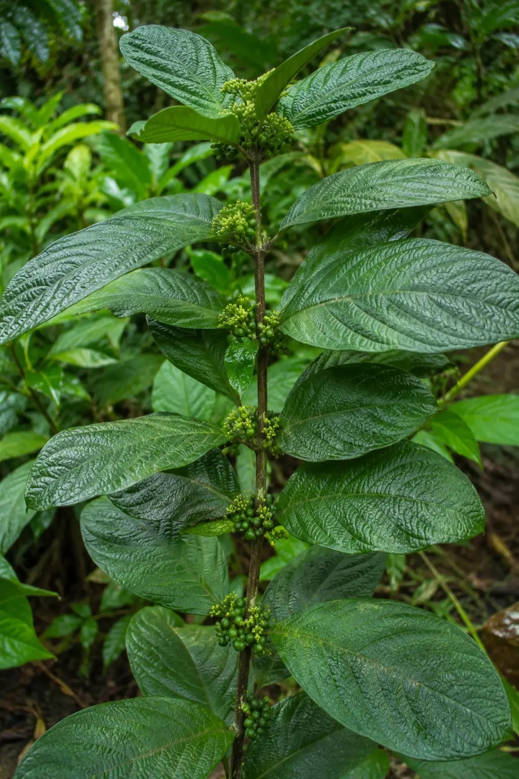 Yarakopi als aromatische tropische struik met brede groene bladeren