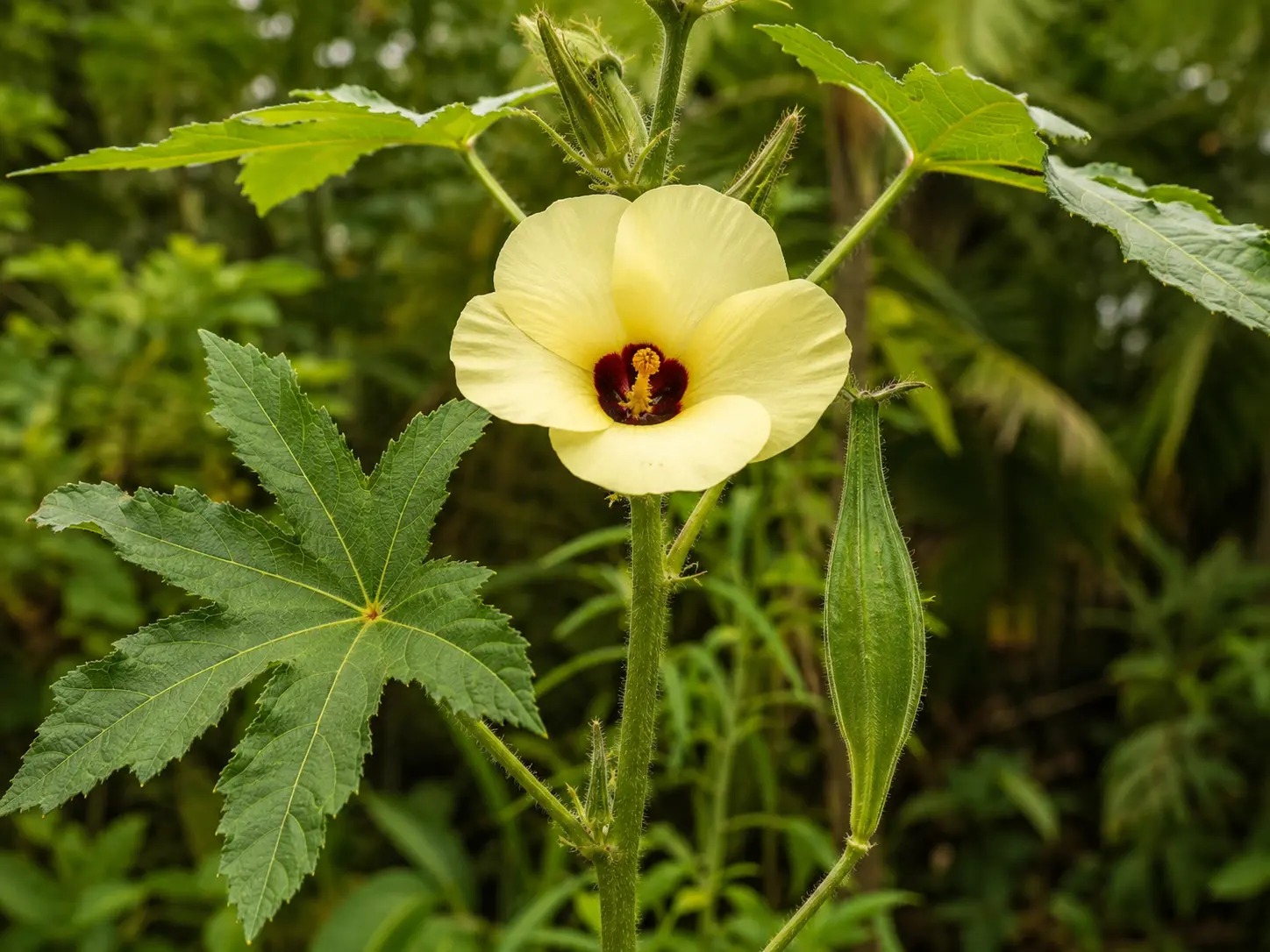 Botanische impressie van Yorka oker (Abelmoschus moschatus)